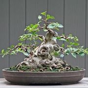 BONSAI FICUS MICROCARPA 