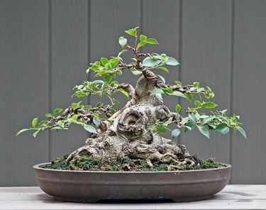 BONSAI FICUS MICROCARPA 