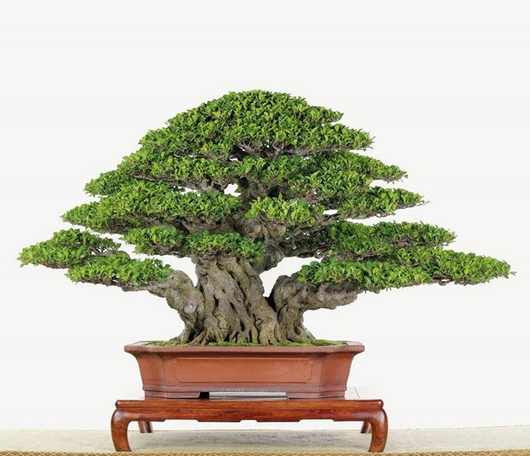 BONSAI FICUS MICROCARPA 