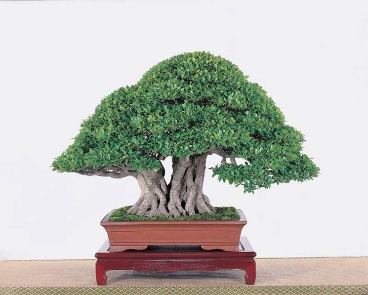 BONSAI FICUS MICROCARPA 