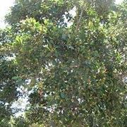 ficus microcarpa