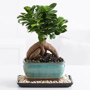 ficus ginseng bonsai