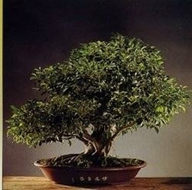 Bonsai ficus retusa