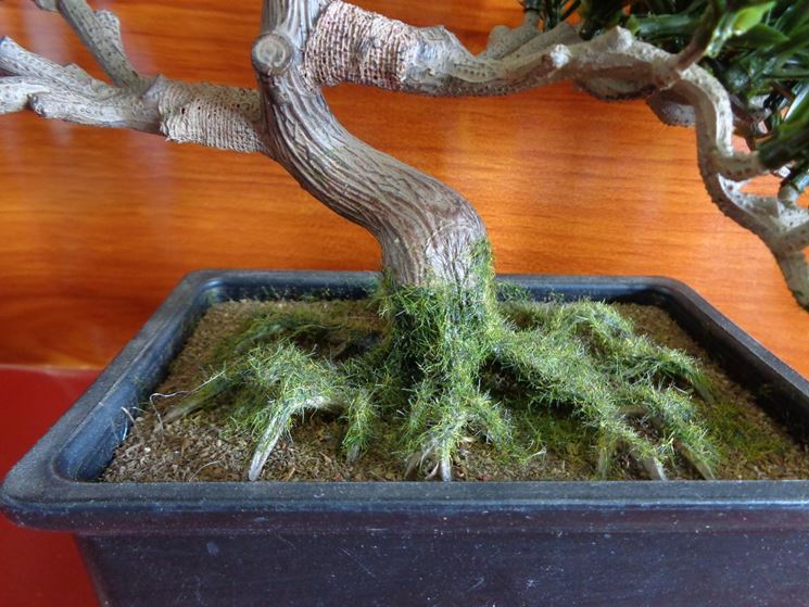 Un bonsai artificiale