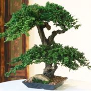 bonsai finto