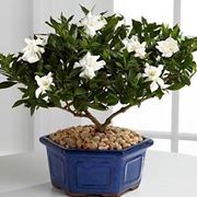 bonsai gardenia