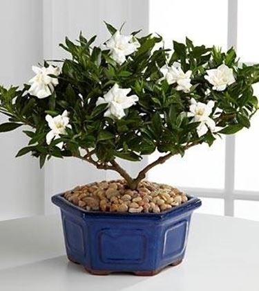 bonsai gardenia