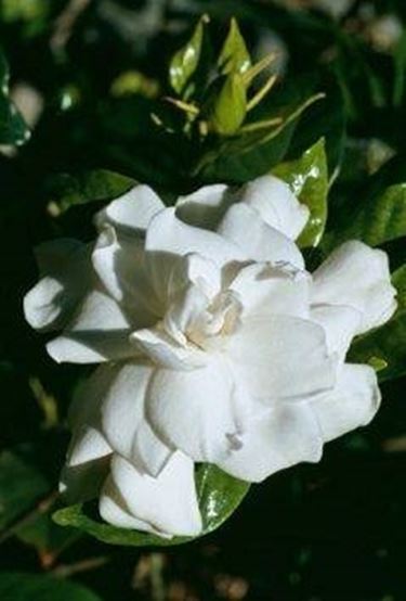 gardenia