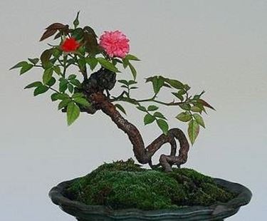 bonsai gardenia
