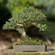 gelsomino bonsai