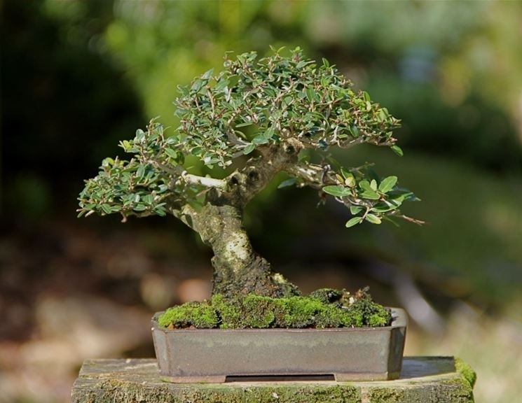 gelsomino bonsai