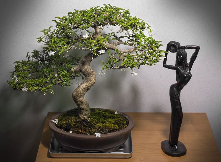 gelsomino bonsai con fiori
