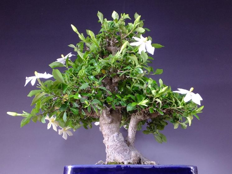 bonsai gelsomino