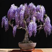 bonsai glicine 