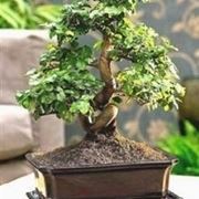 bonsai ligustrum