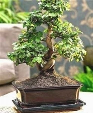 bonsai ligustrum