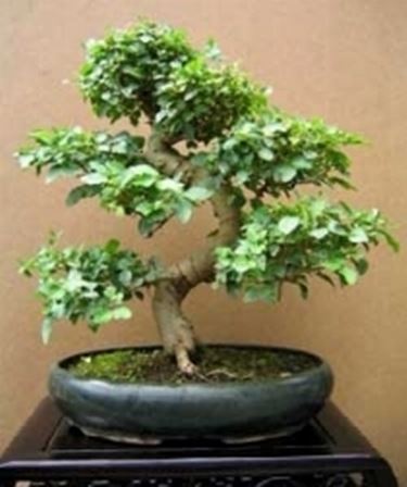 bonsai ligustrum fai da te