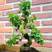 ligustrum bonsai