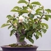 magnolia bonsai