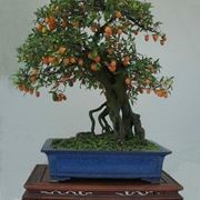 bonsai mandarino 