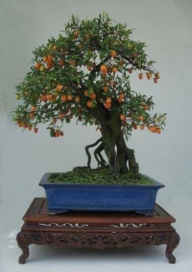 bonsai mandarino 