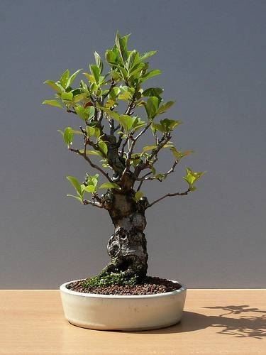 bonsai melo potato