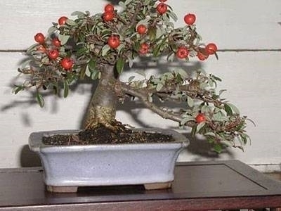 Dal ornamentali-Granat mela può essere un bellissimo bonsai essere. 
