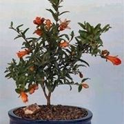 bonsai melograno