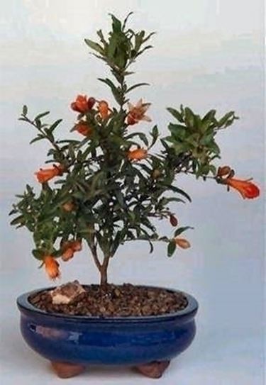 bonsai melograno