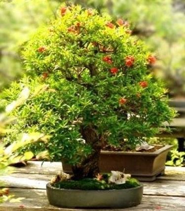 bonsai melograno