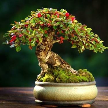 bonsai melograno