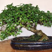 Esemplare di bonsai microcarpa