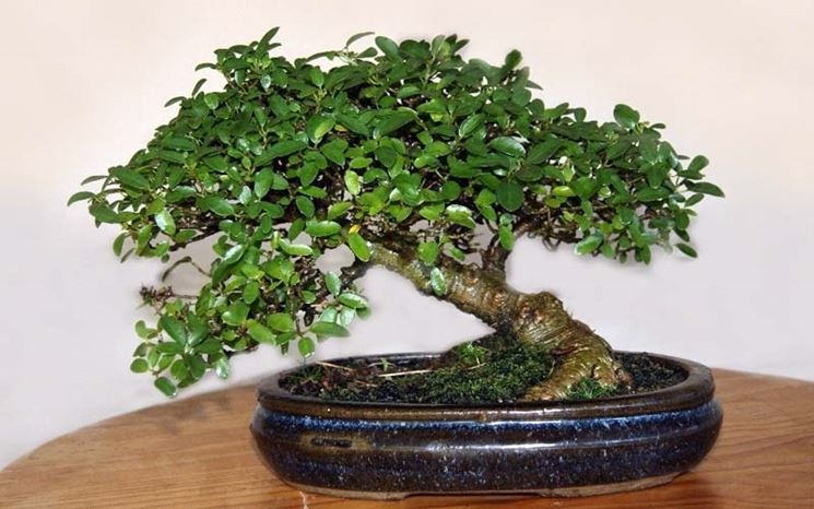 Esemplare di bonsai microcarpa