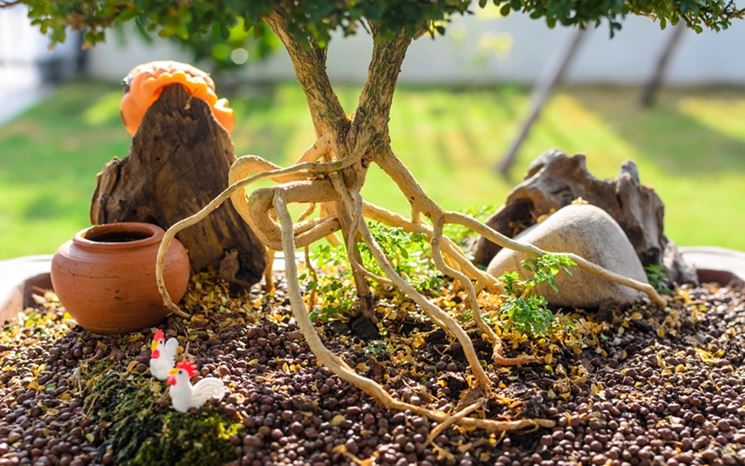 Radici aeree di un bonsai