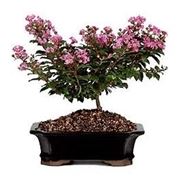 bonsai mirto 