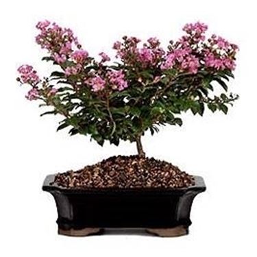 bonsai mirto 