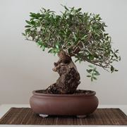 olivo bonsai 