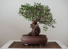 Bonsai olivo