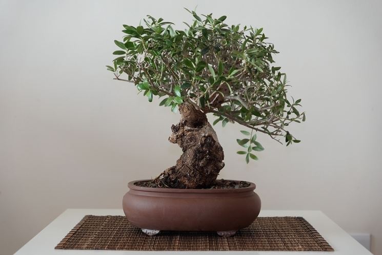 olivo bonsai 