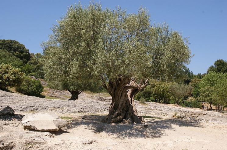 pianta ulivo