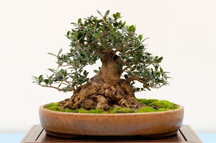 particolare esemplare di bonsai di ulivo