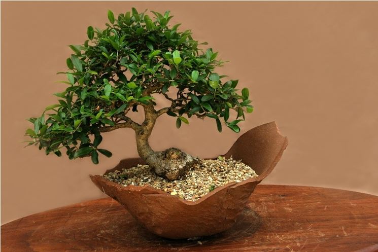 bonsai olivo 