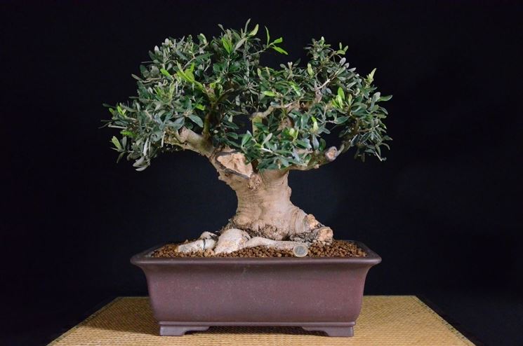 bonsai di olivo 