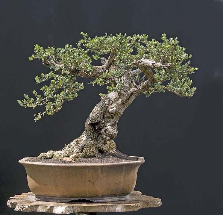 particolare bonsai olivo