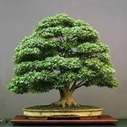 bonsai olivo prezzi