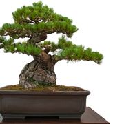 come fare un bonsai