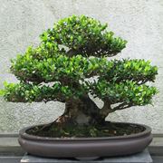 bonsai eurya