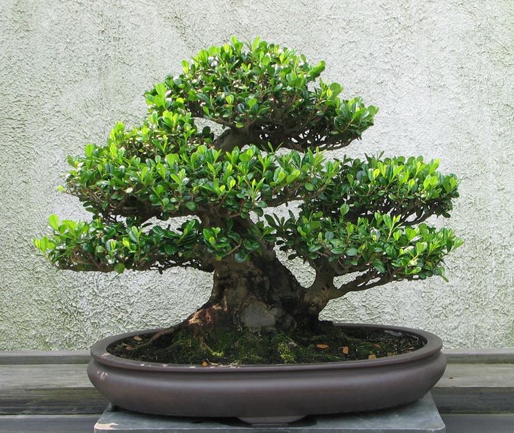 bonsai eurya