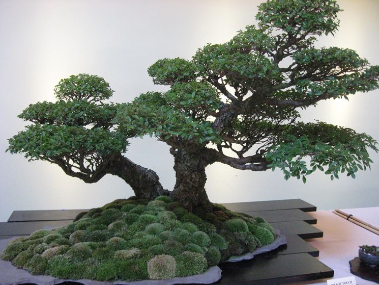 bonsai sequoia