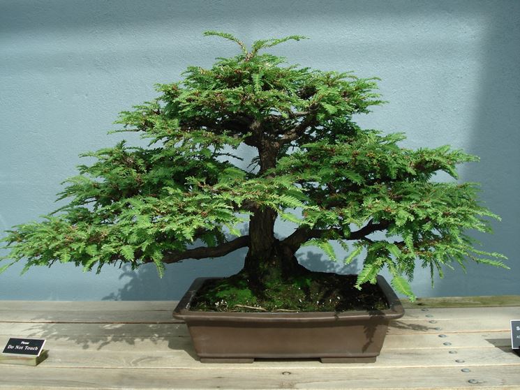 bonsai sequoia